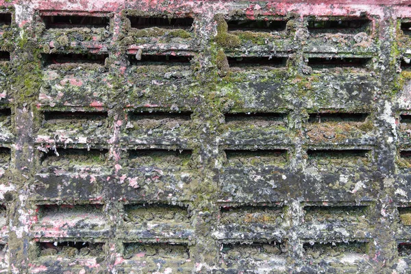 Musgo e líquen na parede de concreto — Fotografia de Stock