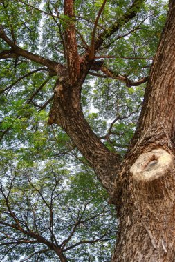ağaç dalları ve yaprakları