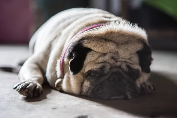 Pug Dog sleeps