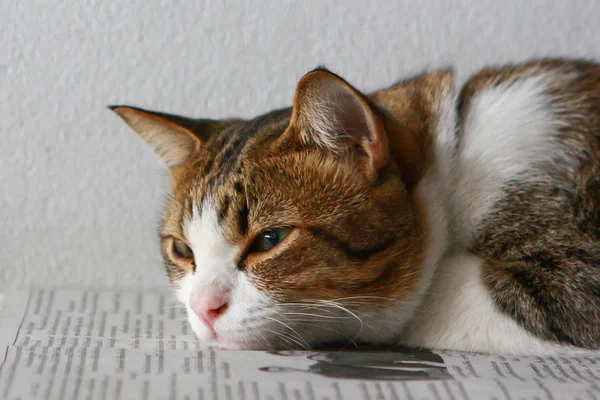 猫躺在报纸上 — 图库照片