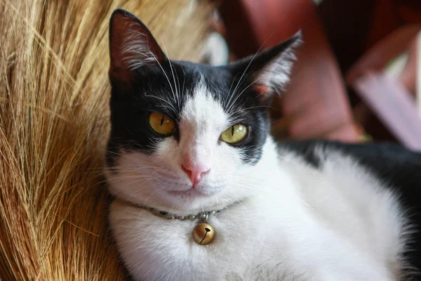 Bir süpürge üzerinde yatan kedi — Stok fotoğraf