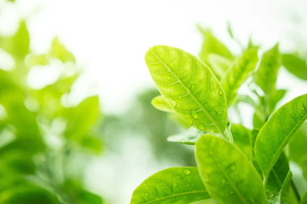 Rocío sobre hojas verdes — Foto de Stock