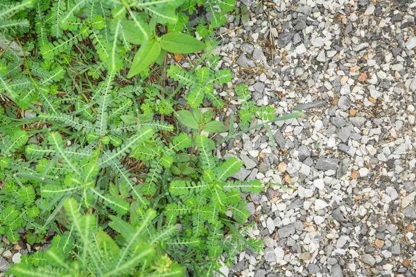 Çakıl üzerinde çim