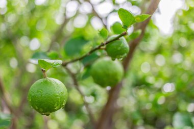 Limon ağacı, limon, çiy