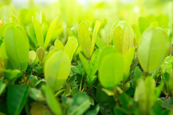 Arbustos verdes con luz solar — Foto de Stock