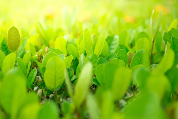 Arbustos verdes con luz solar — Foto de Stock