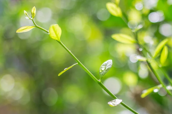 散景背景上的树芽 — 图库照片