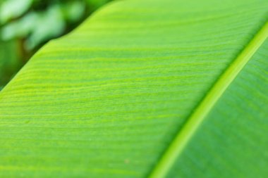 Muz yaprak kadar kapatın 