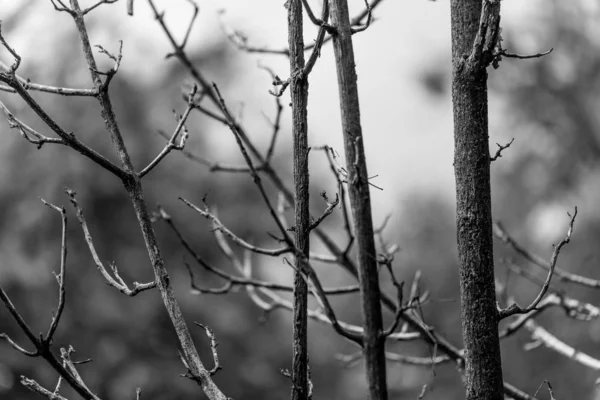 Black and white of Dried branches — Stock Photo, Image