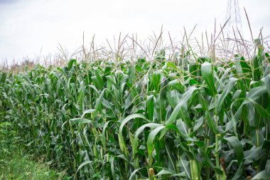 Güzel mısır tarlaları