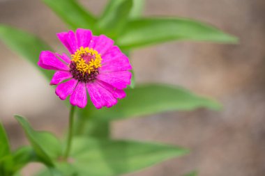 Güzel pembe çiçek kapatın