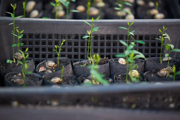 Planta i korgen — Stockfoto