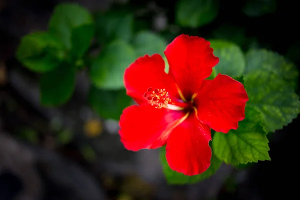 Nahaufnahme schöner roter Hibiskus — Stockfoto