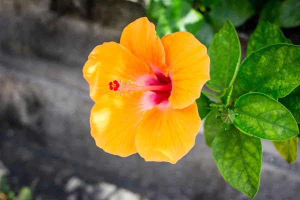 Orange hibiscus — Stockfoto