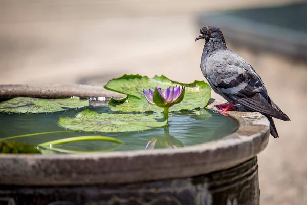 Pomba na lagoa de lótus — Fotografia de Stock