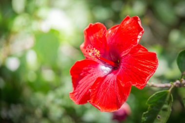 güzel kırmızı ebegümeci 