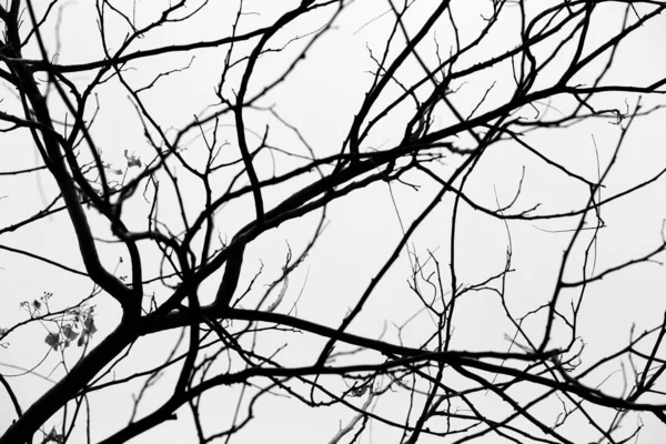 Branches — Stock Photo, Image