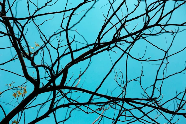 Branches — Stock Photo, Image