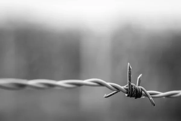 Black and white Barbed wire