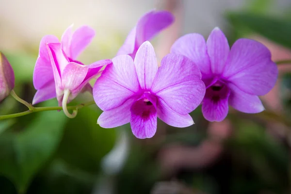 Vackra lila orkidé — Stockfoto