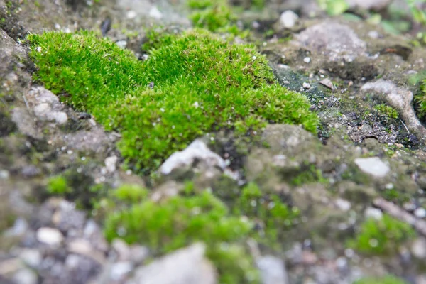 Lichen, musgo — Foto de Stock