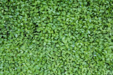 güzel Sarmaşık duvar 