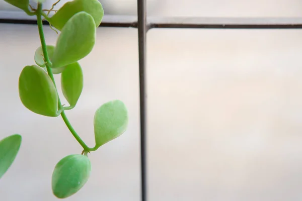 Dave on the window — Stock Photo, Image