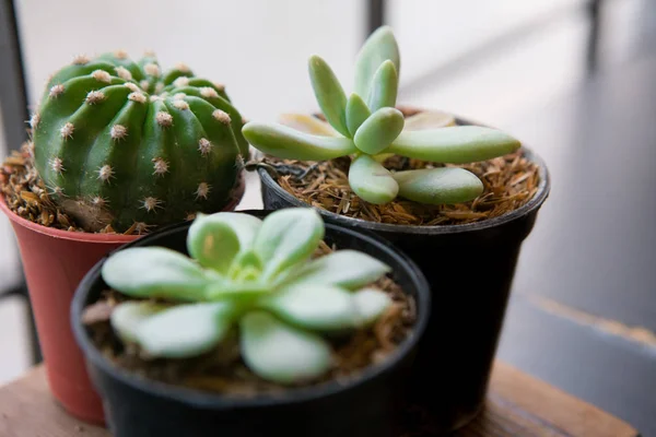 Small cactus in pots — Stock Photo, Image