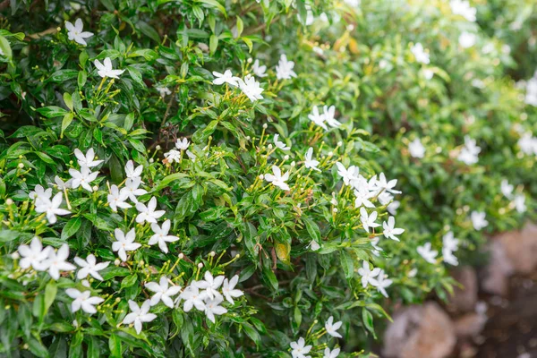 Gröna buskar och små vita blommor — Stockfoto