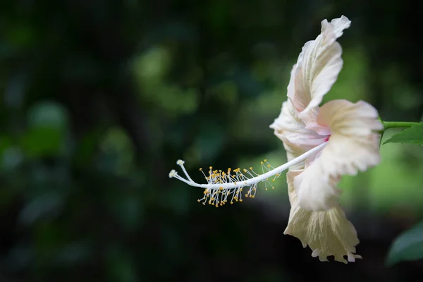 Närbild av vackra vita hibiskus — Stockfoto