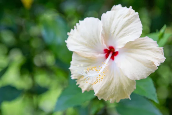 Närbild av vackra vita hibiskus — Stockfoto