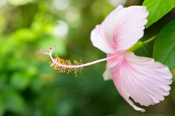 Närbild av vackra rosa hibiskus — Stockfoto