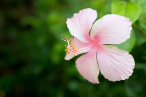 Närbild av vackra rosa hibiskus — Stockfoto