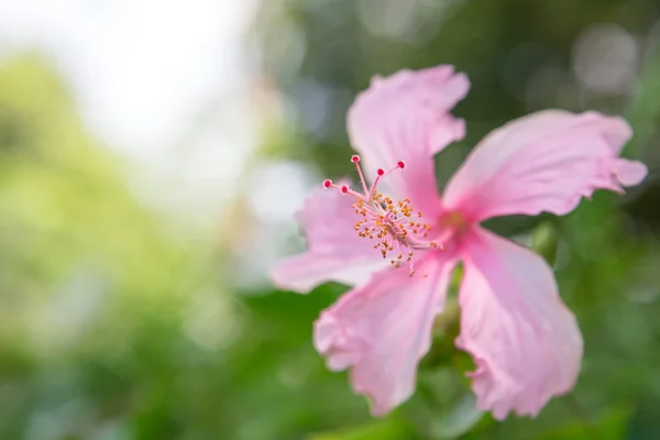 Närbild av vackra rosa hibiskus — Stockfoto
