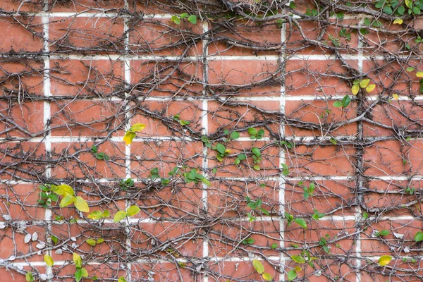 Efeu auf der Ziegelmauer — Stockfoto