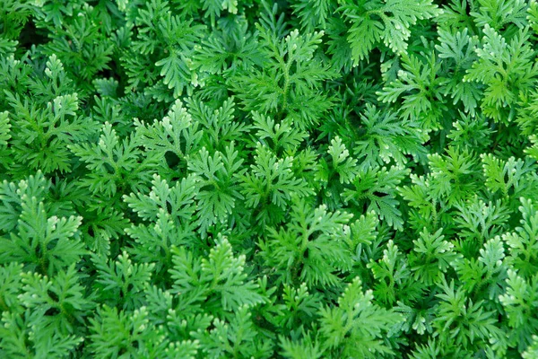 Beautiful green leaf texture — Stock Photo, Image