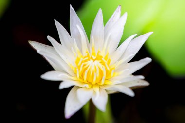 güzel beyaz lotus çiçek