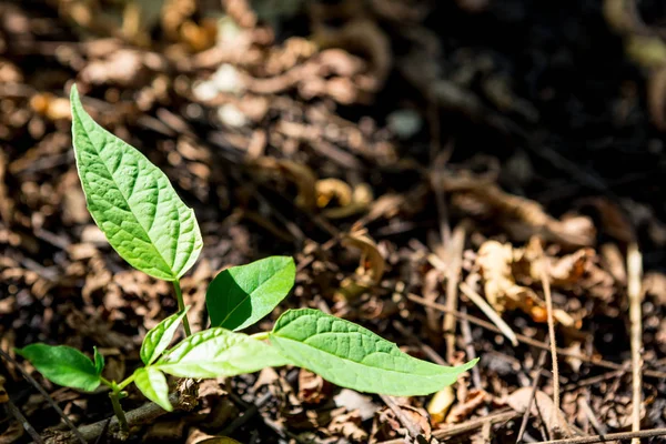 Yapraklar yerde yetişir.