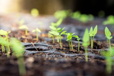 büyüyen yaprakları