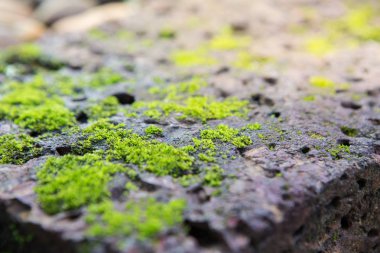 Liken, taş üzerinde yosun 
