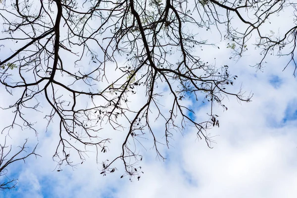 Beautiful branches pattern — Stock Photo, Image