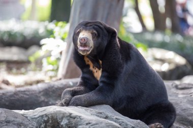 Malaya güneş ayı üzerinde 