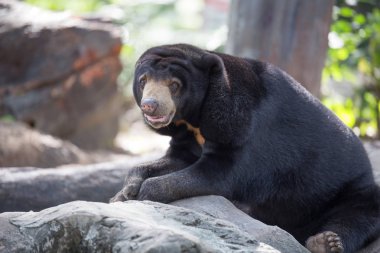 Malaya güneş ayı üzerinde 