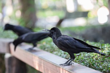 Bahçedeki karga