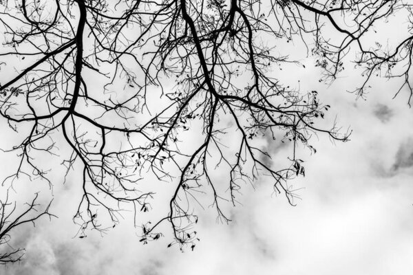 Black and white Beautiful branches pattern on a sky background and clouds
