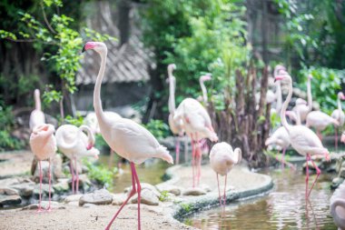 flamingolar sürüleri