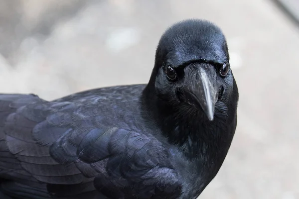 Nahaufnahme schöne Krähe — Stockfoto