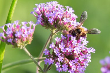 Verbena çiçek üzerinde Arı