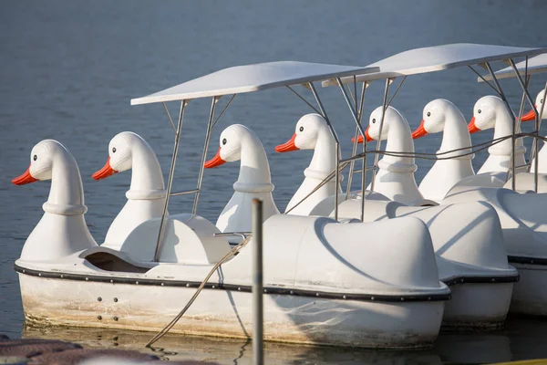 Pato pedal barco no pântano — Fotografia de Stock
