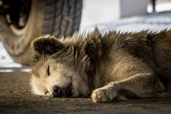 Cão sujo dormindo debaixo do carro — Fotografia de Stock